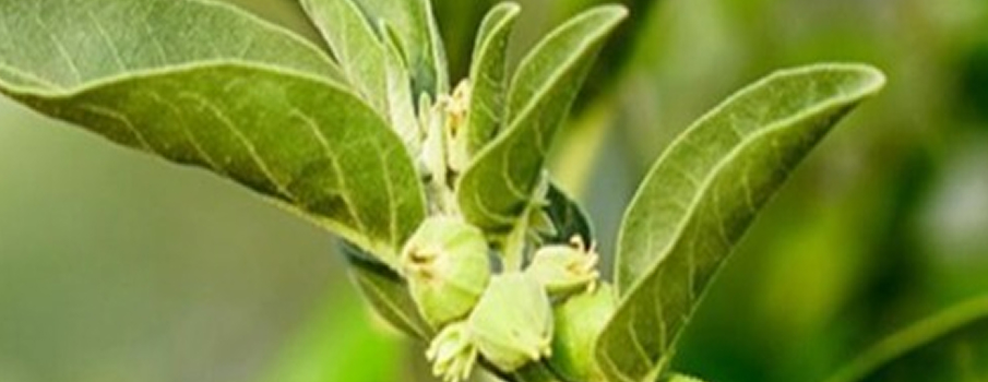 L-Arginine