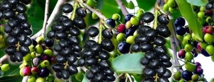 Jamun (Syzygium cumini)