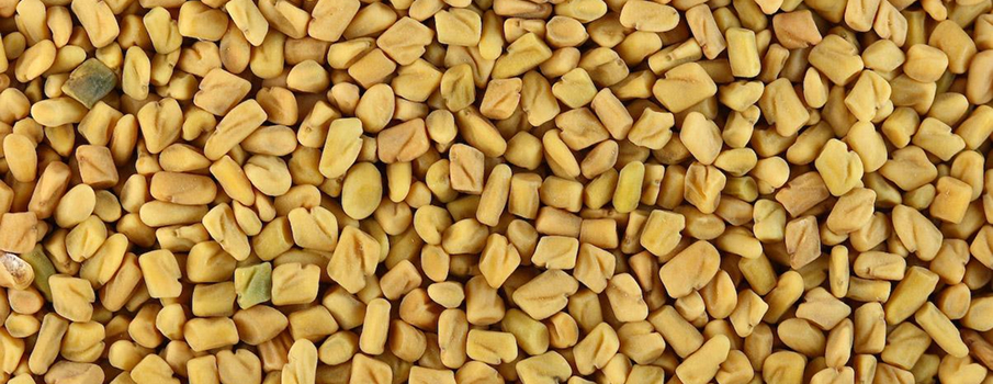 Methi (Trigonella foenum-graecum)