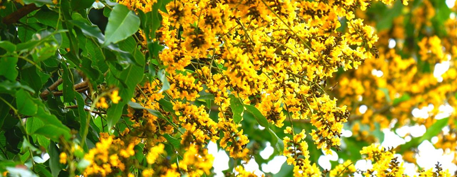 Vijaysaar (Pterocarpus marsupium)